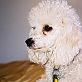 Pinocho Posing